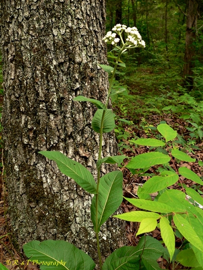 {Parthenium integrifolium}